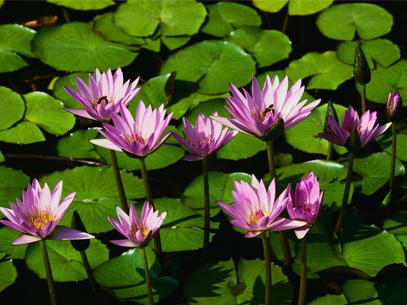lillies