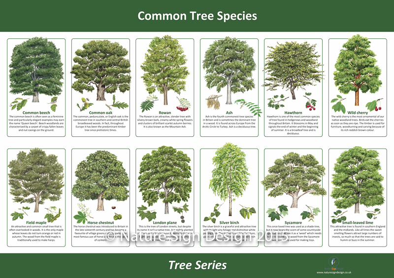 Nature Trails Trees Nature Sign Design